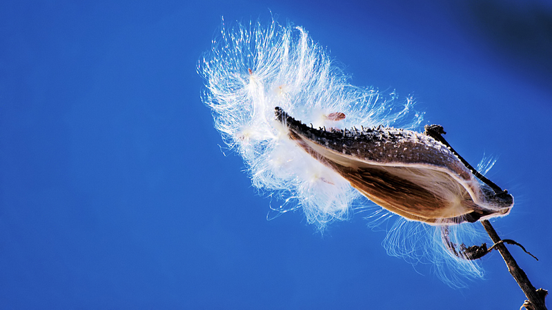 Illustration for article titled Could Humble Milkweed Replace Down Feathers In Your Outdoor Gear?